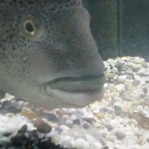 Meet your Posher, Darius